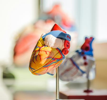 Cardiology